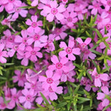 Phlox subulata  Zwergenteppich 10