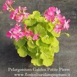 Pelargonium golden petite pierre