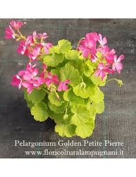 Pelargonium golden petite pierre