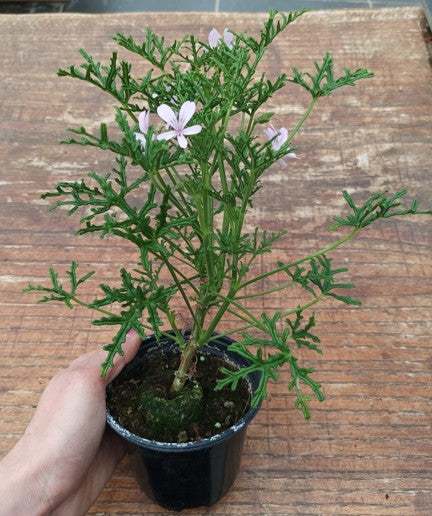 Pelargonium Radens