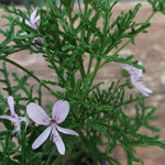 Pelargonium Radens