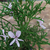 Pelargonium Radens