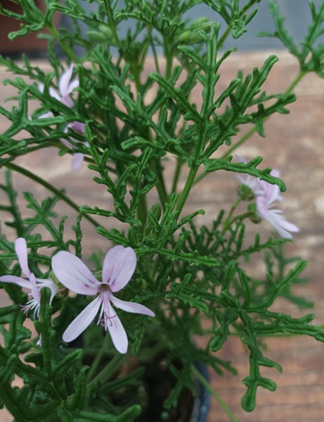 Pelargonium Radens
