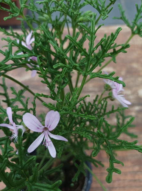 Pelargonium Radens
