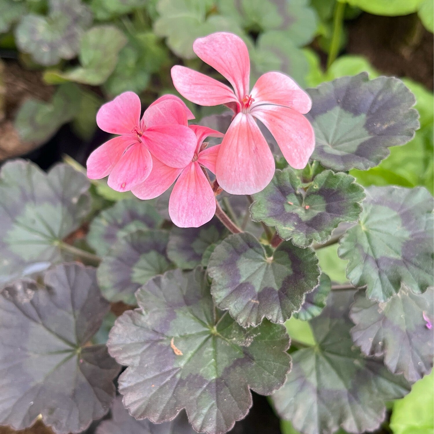 Pelargonium mousse au chocolate