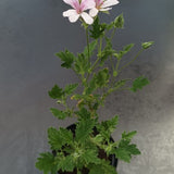 Pelargonium Freshan