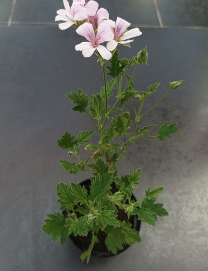 Pelargonium Freshan