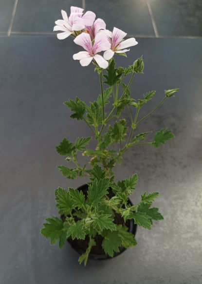 Pelargonium Freshan