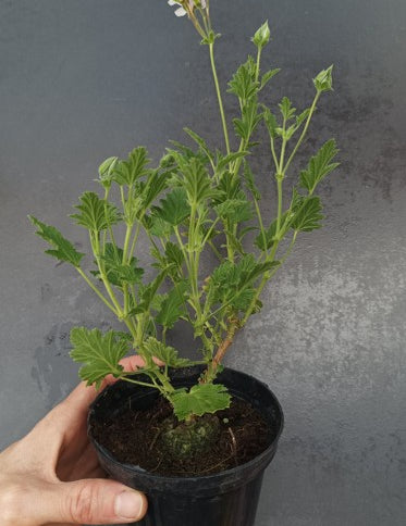 Pelargonium Freshan