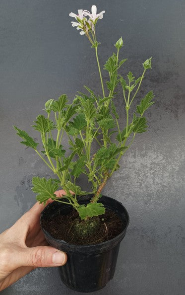 Pelargonium Freshan