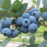 Mirtillo Americano Blue Crop frutto grosso vaso 19