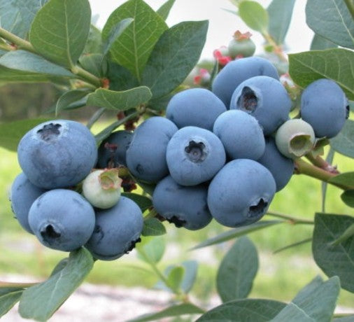 Mirtillo Americano Blue Crop frutto grosso vaso 19