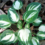Hosta Cherish cm 5/10