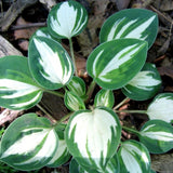 Hosta Cherish cm 5/10