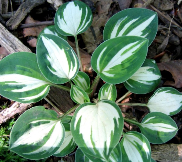 Hosta Cherish cm 5/10
