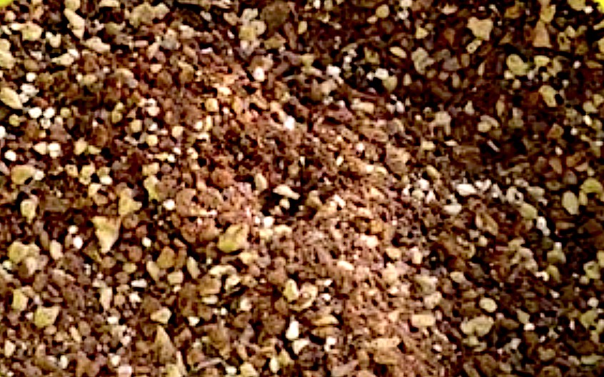 Terriccio specifico per catus e succulente 5 litri