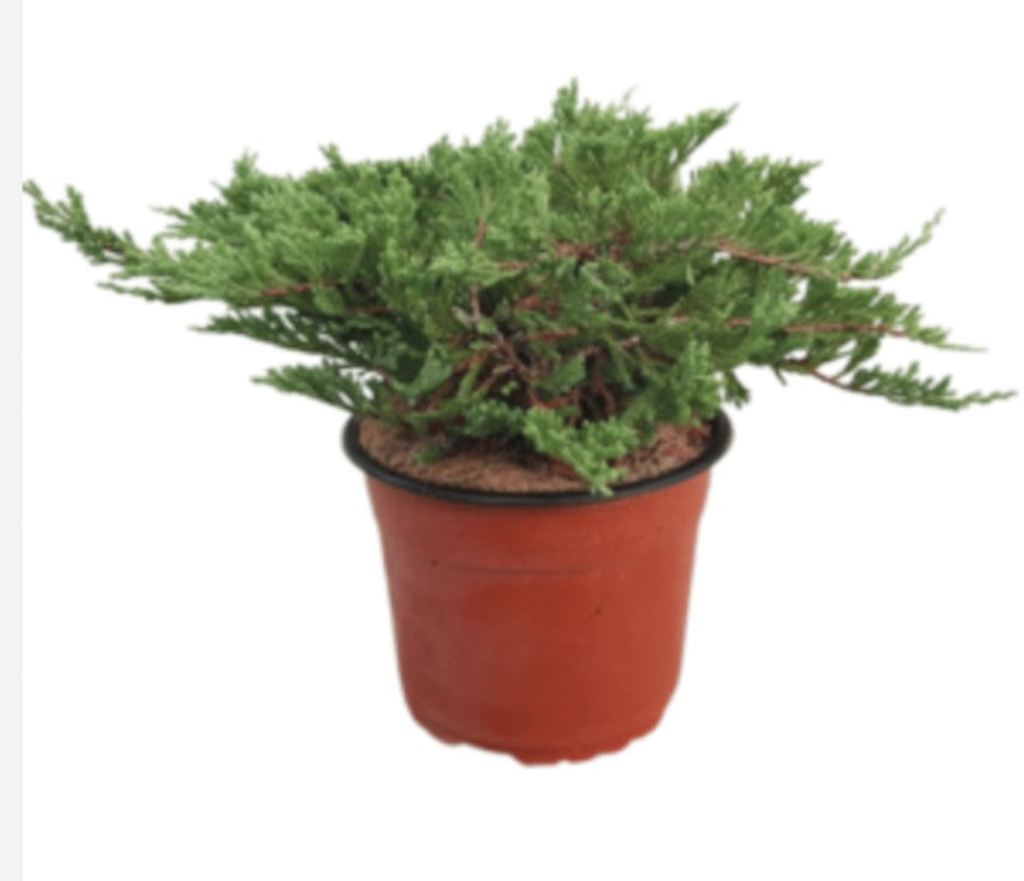 Juniperus Sabina Tamariscifolia vaso 19 tondo