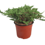 Juniperus Sabina Tamariscifolia vaso 19 tondo