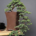 Juniperus Sabina Tamariscifolia vaso 19 tondo
