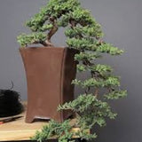Juniperus Sabina Tamariscifolia vaso 19 tondo