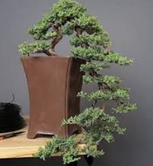 Juniperus Sabina Tamariscifolia vaso 19 tondo