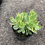 Sedum spectabile telephium 'Lajos' ® vaso 15