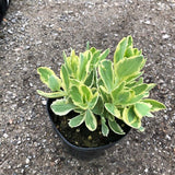 Sedum spectabile telephium 'Lajos' ® vaso 15