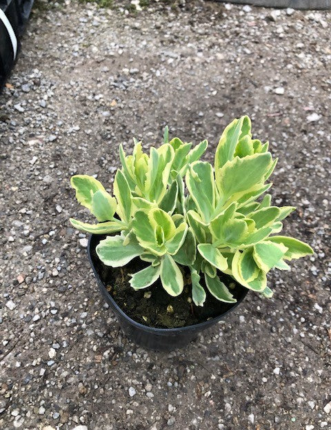Sedum spectabile telephium 'Lajos' ® vaso 15