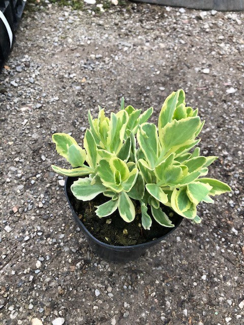 Sedum spectabile telephium 'Lajos' ® vaso 15