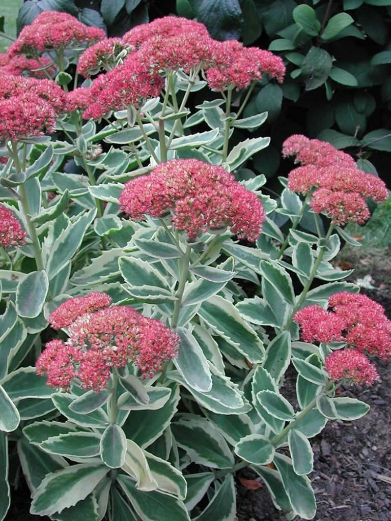 Sedum spectabile telephium 'Lajos' ® vaso 15