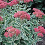 Sedum spectabile telephium 'Lajos' ® vaso 15