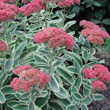 Sedum spectabile telephium 'Lajos' ® vaso 15