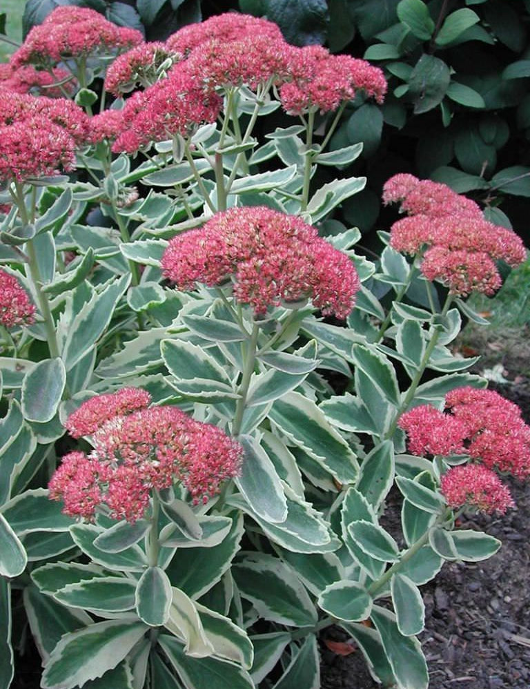 Sedum spectabile telephium 'Lajos' ® vaso 15