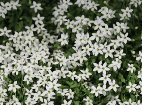 Isotoma Fluviatilis vaso 10