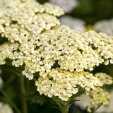 Achillea 'Filipendulina Credo  V. 9