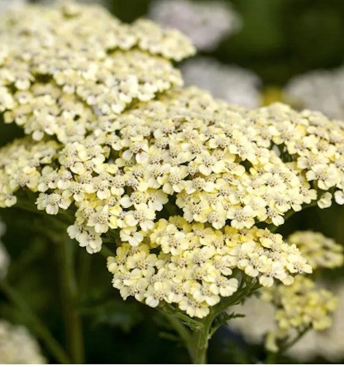 Achillea 'Filipendulina Credo  V. 9
