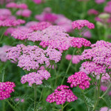 Achillea Millefolium Cherise queen  V. 9