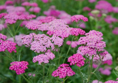 Achillea Millefolium Cherise queen  V. 9