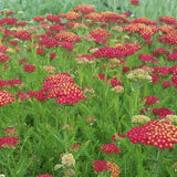 Achillea millefolium desert eve Red vaso 9