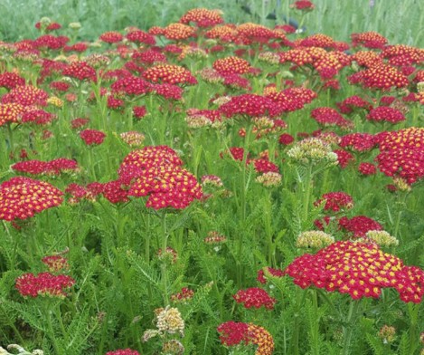 Achillea millefolium desert eve Red vaso 9