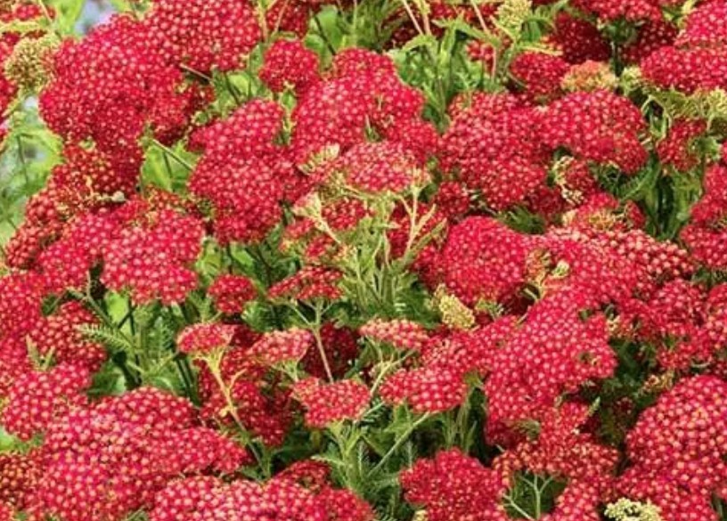 Achillea millefolium Paprika  V. 9