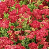 Achillea millefolium Paprika  V. 9