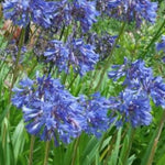 Agapanthus Umbellatus blu vaso 19 cm  4/5 piante x m2