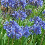 Agapanthus Umbellatus blu vaso 19 cm  4/5 piante x m2
