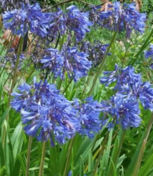 Agapanthus Umbellatus blu vaso 19 cm  4/5 piante x m2