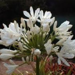 Agapanthus Kilmurry White vaso 15 cm