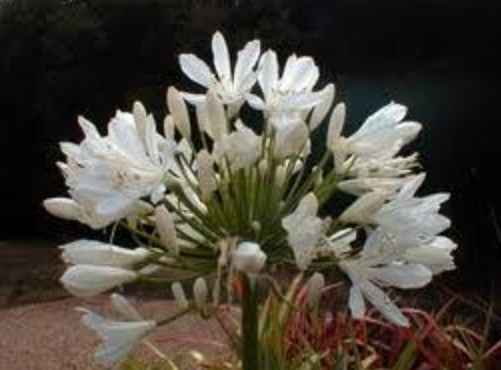 Agapanthus Kilmurry White vaso 15 cm