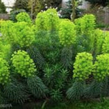Euphorbia Charachas vaso 14