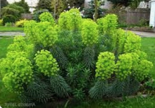 Euphorbia Charachas vaso 14