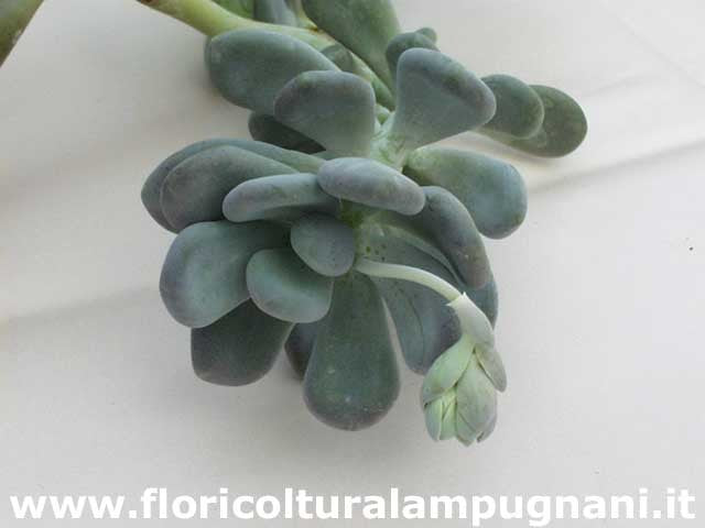 Pachypytum Oviferum
